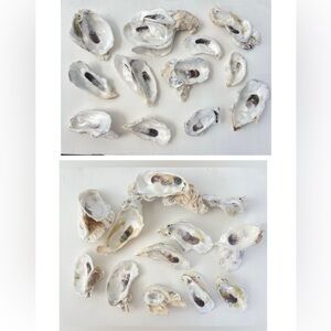 CLOSING SALE Raw Oyster Shell Clusters and Singles Bundle